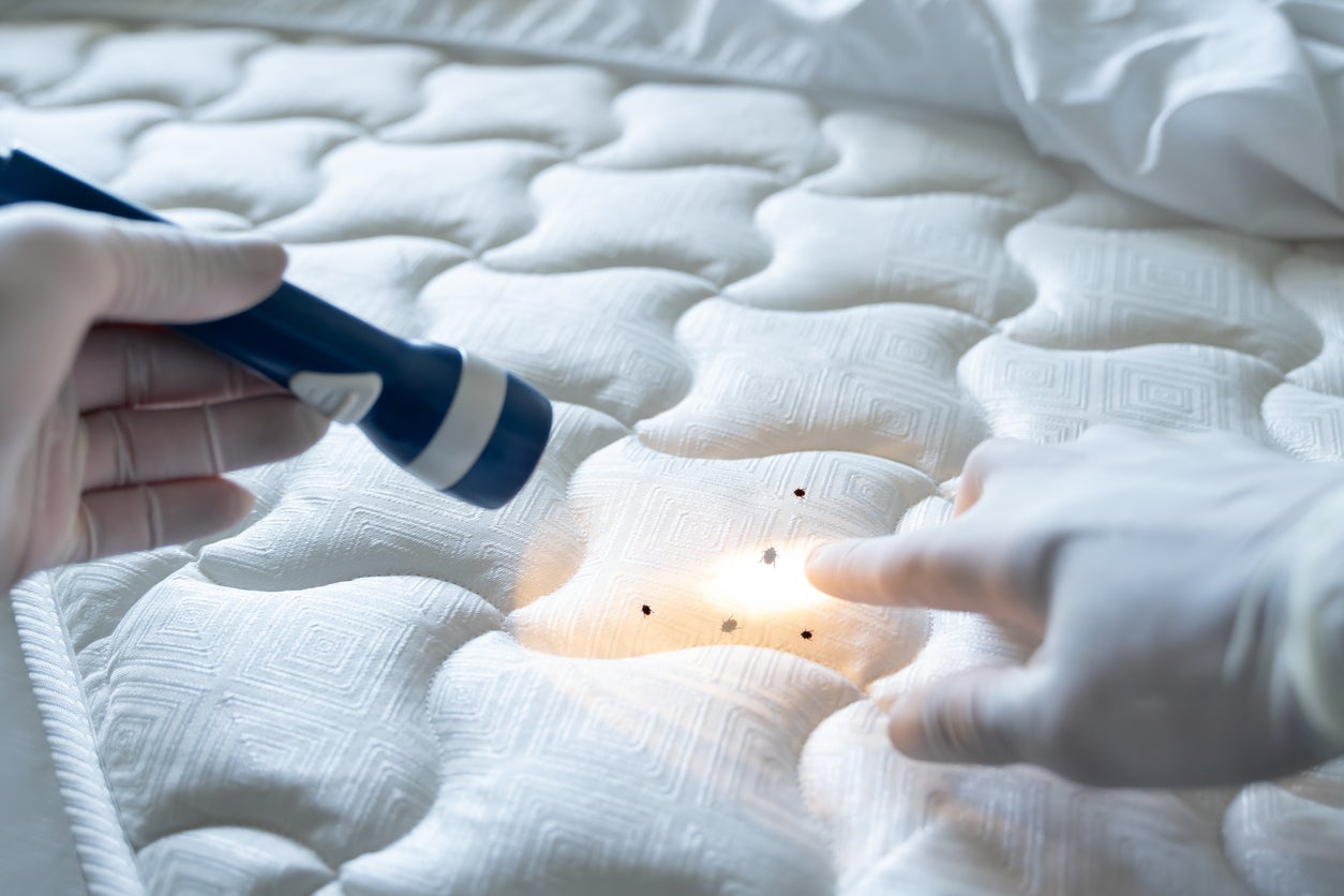 how-to-get-rid-of-bed-bugs-in-a-mattress