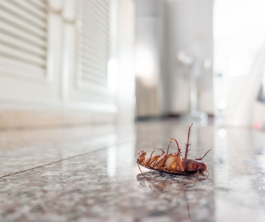 Effective Pest Control Services in Qatar: Creating Pest-Free Spaces in Doha